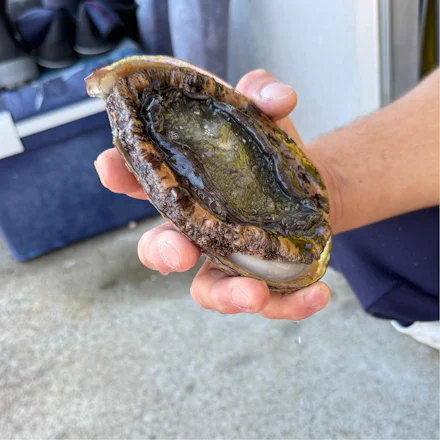 【横須賀】漁師直伝!極上アワビとサザエの贅沢な食べ方。「直丸」が教える海のレシピ